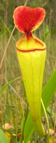 Nepenthes madagascariensis Madagascar Pitcher Plant seeds