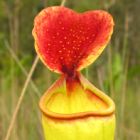 Nepenthes madagascariensis  semillas