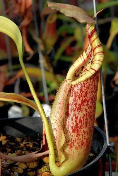 Nepenthes rafflesiana pitcher plant seeds