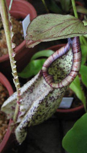 Nepenthes rafflesiana black speckle var. alata pitcher plant seeds