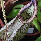 Nepenthes rafflesiana black speckle var. alata