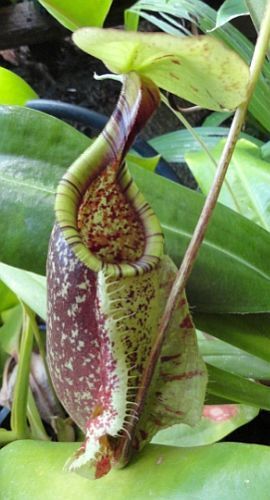 Nepenthes rafflesiana green var. squat pitcher plant seeds