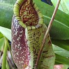 Nepenthes rafflesiana green var. squat Pianta carnivora semi