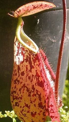 Nepenthes rafflesiana pink speckle var. giant pitcher plant seeds