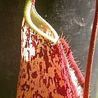 Nepenthes rafflesiana pink speckle var. giant
