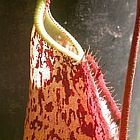 Nepenthes rafflesiana pink speckle var. giant Plantas jarro, Planta de copa de mono semillas