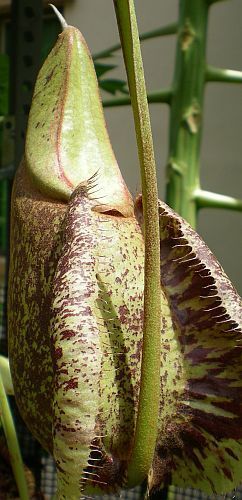 Nepenthes rafflesiana rainbow speckle var. giant pitcher plant seeds