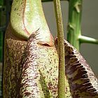 Nepenthes rafflesiana rainbow speckle var. giant Pianta carnivora semi