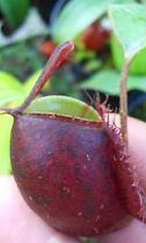 Nepenthes rafflesiana red glossy var. squat pitcher plant seeds