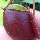 Nepenthes rafflesiana red glossy var. squat Pianta carnivora semi