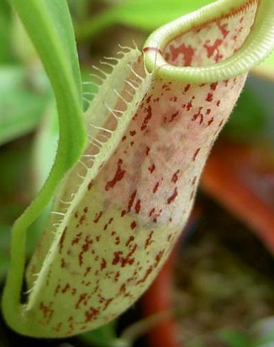 Nepenthes rafflesiana red speckle var. alata pitcher plant seeds