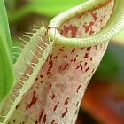 Nepenthes rafflesiana red speckle var. alata, sundew seeds