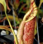 Nepenthes rafflesiana Plantes ? urnes graines