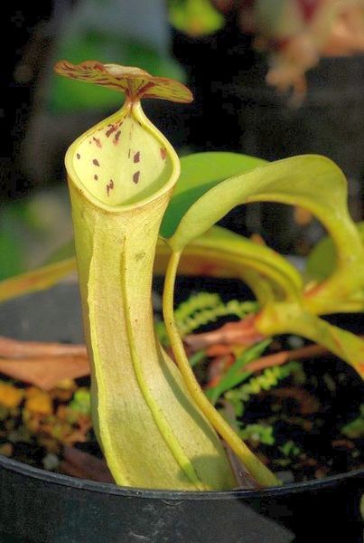 Nepenthes reinwardtiana pitcher plant seeds