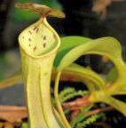 Nepenthes reinwardtiana Kannenpflanze Samen