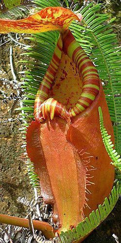 Nepenthes sumatrana giant pitcher plant seeds