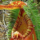 Nepenthes sumatrana giant Plantas jarro, Planta de copa de mono semillas