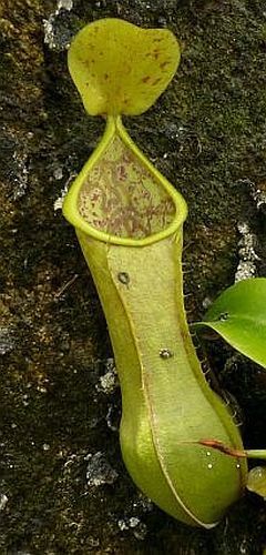 Nepenthes tobaica pitcher plant seeds