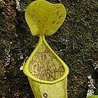 Nepenthes tobaica