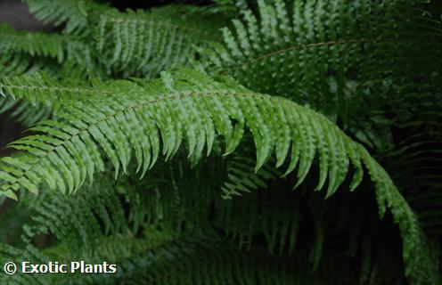 Nephrolepis biserrata giant sword fern seeds