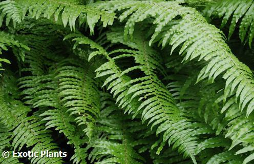 Nephrolepis biserrata giant sword fern seeds