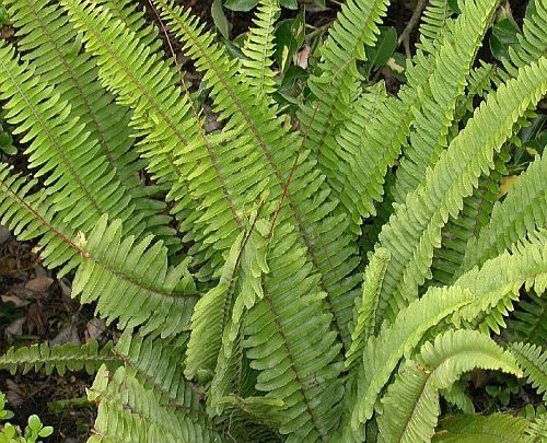 Nephrolepis cordifolia sword fern seeds