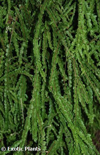 Nephrolepis exaltata Teddy Junior Teddy Junior sword fern seeds