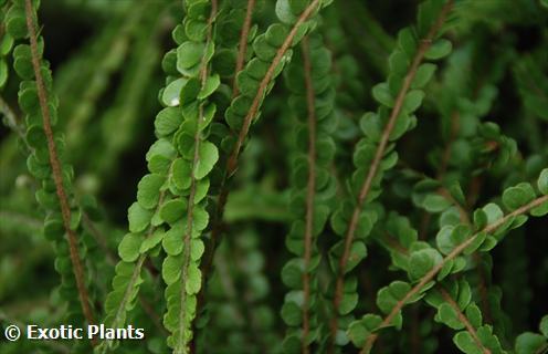 Nephrolepis exaltata Teddy Junior Teddy Junior sword fern seeds