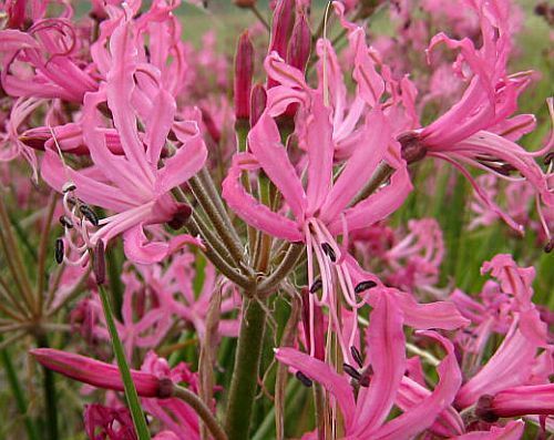 Nerine appendiculata Nerine seeds