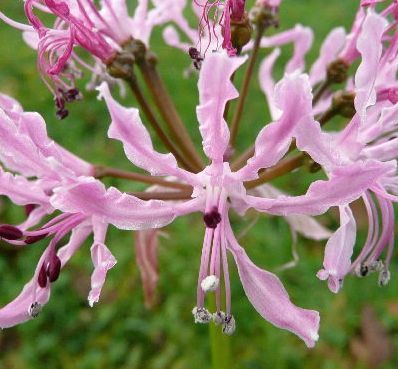 Nerine gracilis Nerine seeds