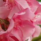 Nerium oleander adelfa semillas