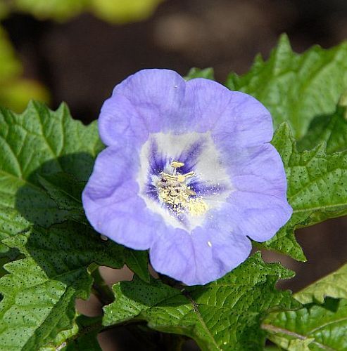 Nicandra physalodes black apple of Peru - shoo-fly plant seeds