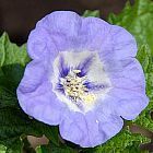 Nicandra physalodes Nicandra semi