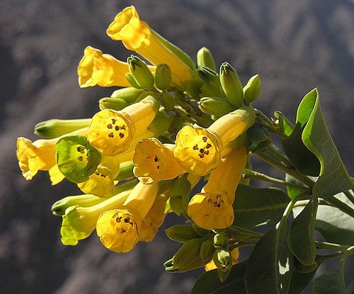 Nicotiana glauca tree tobacco seeds