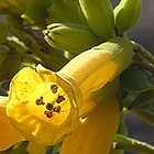 Nicotiana glauca  cемян