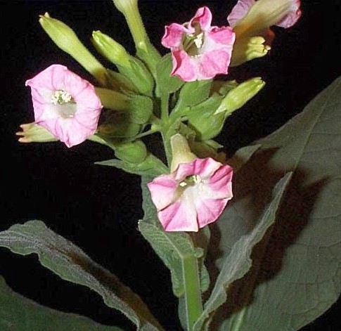 Nicotiana tabacum cultivated tobacco seeds
