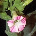 Nicotiana tabacum  semi