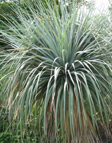 Nolina nelsonii Blue Beargrass Tree - Nelsons Beargrass seeds