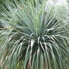 Nolina nelsonii