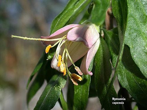 Nymania capensis Chinese lantern seeds