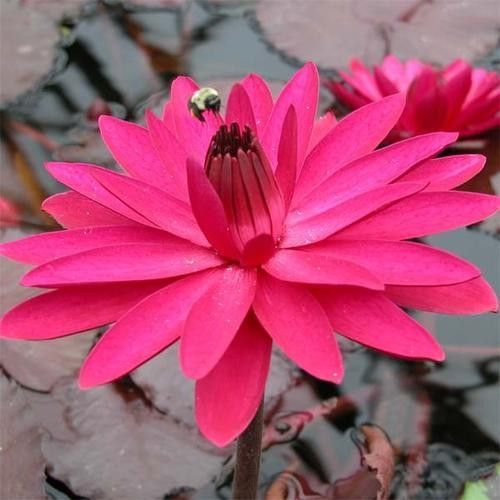 Nymphaea Red Flare Red Night Water Lily seeds
