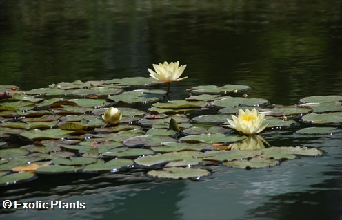 Nymphaea alba white water-lily - white Lotus seeds