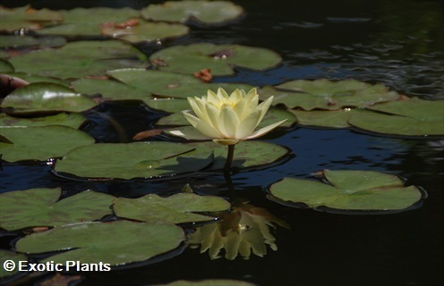 Nymphaea alba white water-lily - white Lotus seeds
