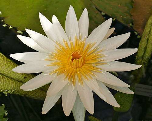 Nymphaea ampla white water lily - Apepe - Lolha seeds