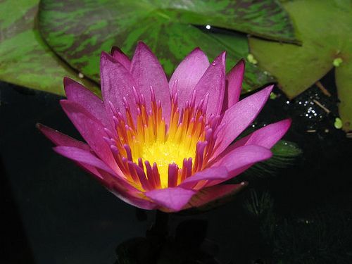 Nymphaea capensis Pink Pink Water Lily seeds