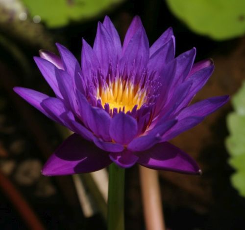 Nymphaea capensis Purple Blue Purple Water Lily seeds