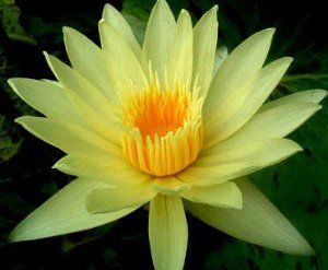 Nymphaea eldorado Yellow Lotus - Water lily seeds