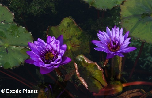 Nymphaea nouchali caerulea Blue waterlily seeds