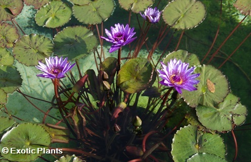 Nymphaea nouchali caerulea Blue waterlily seeds