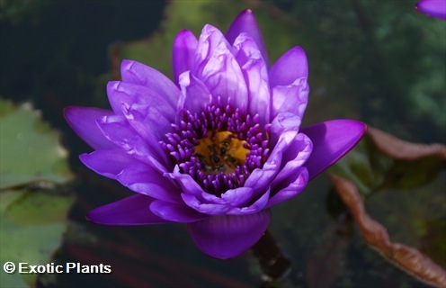 Nymphaea nouchali caerulea Blue waterlily seeds